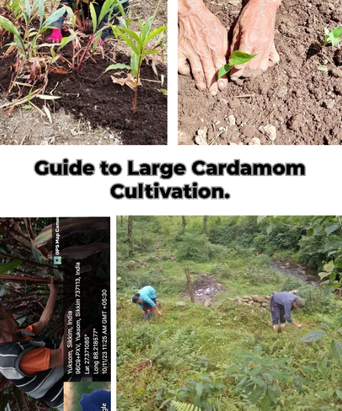 Large Cardamom Farming